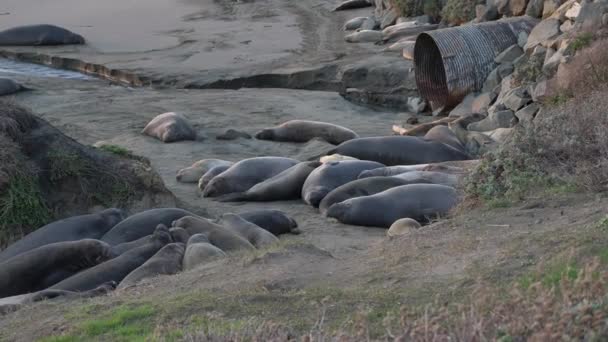 Elephant Seals op het strand in Big Sur California zonsondergang tijd — Stockvideo