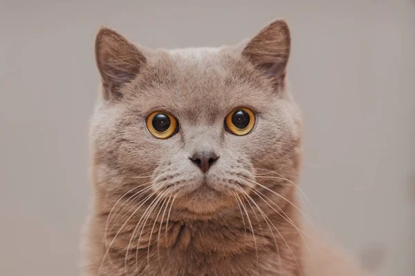 Фіолетовий Британський Кіт Портрет Тварини — стокове фото