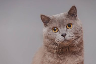 Mor İngiliz kedisi. Bir hayvanın portresi.