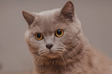 Mor İngiliz kedisi. Bir hayvanın portresi.