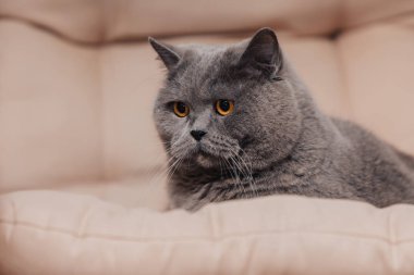 Yetişkin, mavi, gri renkli bir İngiliz kedisi bej bir arka planda yatıyor. Gözleri badem renginde..