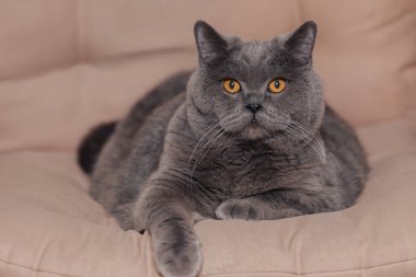 Yetişkin, mavi, gri renkli bir İngiliz kedisi bej bir arka planda yatıyor. Gözleri badem renginde. Hayvan kameraya bakıyor..