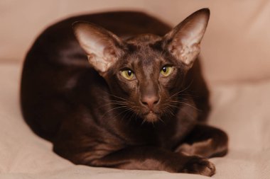 Doğulu kısa çikolatalı kahverengi kedi yavrusu bej bir arka planda yatıyor. Hayvan kameraya bakıyor..