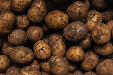 Toprakta taze kazılmış patatesler.