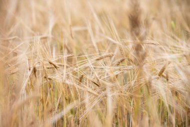Genç buğday tarlada yetişir.