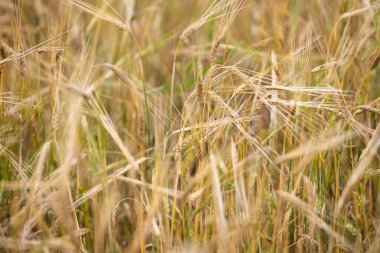 Genç buğday tarlada yetişir.