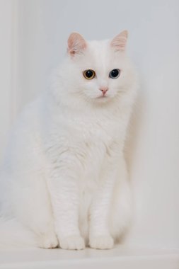 Farklı renkte gözleri olan bir hayvan. Mavi ve badem gözlü garip gözlü kedi. Heterokromi. Türk Angora kedisi beyaz arka planda oturuyor.