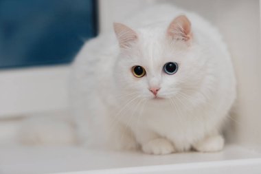 Farklı renkte gözleri olan bir hayvan. Mavi ve badem gözlü garip gözlü kedi. Heterokromi. Türk Angora kedisi pencere eşiğinde oturuyor.