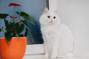 Farklı renkte gözleri olan bir hayvan. Mavi ve badem gözlü garip gözlü kedi. Heterokromi. Türk Angora kedisi pencere eşiğinde oturuyor.