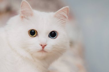 Farklı renkte gözleri olan bir hayvan. Mavi ve badem gözlü garip gözlü kedi. Heterokromi. Türk Angora kedisi.