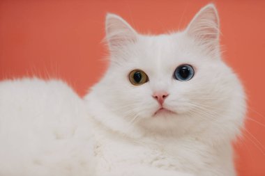 Farklı renkte gözleri olan bir hayvan. Mavi ve badem gözlü garip gözlü kedi. Heterokromi. Türk Angora kedisi.