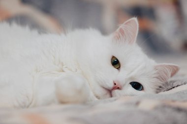 Farklı renkte gözleri olan bir hayvan. Mavi ve badem gözlü garip gözlü kedi. Heterokromi. Türk Angora kedisi lekeli bir arkaplanda yatıyor.