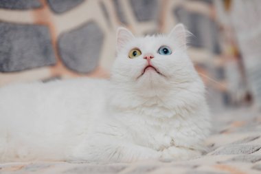 Farklı renkte gözleri olan bir hayvan. Mavi ve badem gözlü garip gözlü kedi. Heterokromi. Türk Angora kedisi yukarı bakıyor.