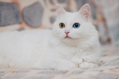 Farklı renkte gözleri olan bir hayvan. Mavi ve badem gözlü garip gözlü kedi. Heterokromi. Türk Angora kedisi lekeli bir arkaplanda yatıyor.