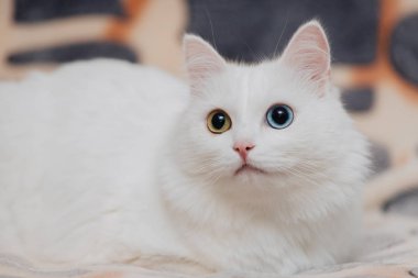 Farklı renkte gözleri olan bir hayvan. Mavi ve badem gözlü garip gözlü kedi. Heterokromi. Türk Angora kedisi lekeli bir arkaplanda yatıyor.