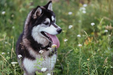 Yeşillik çimenlikteki bir çayırda köpek yavrusu Dili dışarı fırlamış uzaklara bakıyor.