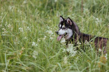 Yeşillik çimenlikteki bir çayırda köpek yavrusu Dili dışarı fırlamış uzaklara bakıyor.