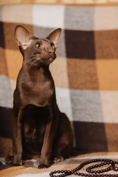 Oriental Gatinho Castanho Chocolate Shorthair Contas Orientais Contas Oração — Fotografia de Stock