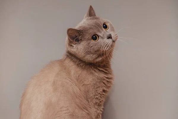 Gato Britânico Roxo Retrato Animal — Fotografia de Stock