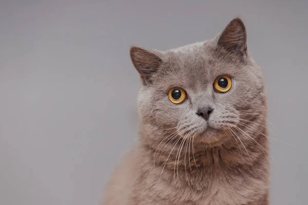 Lila Britische Katze Porträt Eines Tieres — Stockfoto