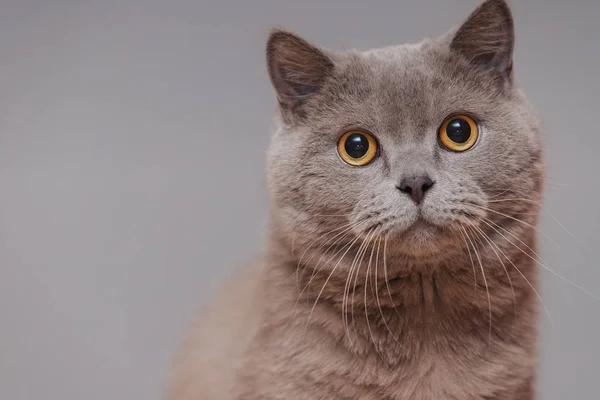 Purple british cat. Portrait of an animal.