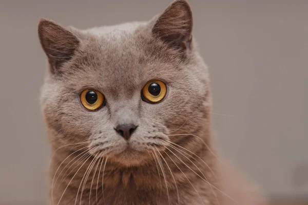 Paarse Britse Kat Portret Van Een Dier — Stockfoto