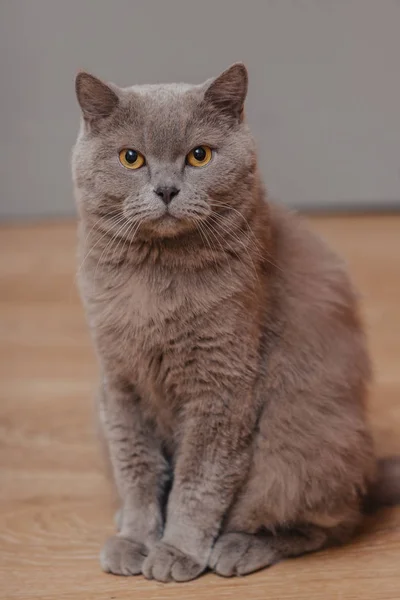 Paarse Britse Kat Portret Van Een Dier — Stockfoto