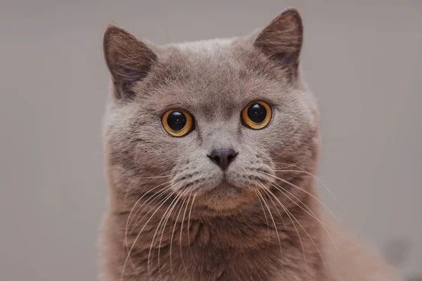 Gato Britânico Roxo Retrato Animal — Fotografia de Stock