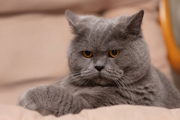 Gato Británico Azul Regordete Adulto Con Tinte Gris Yace Sobre — Foto de Stock