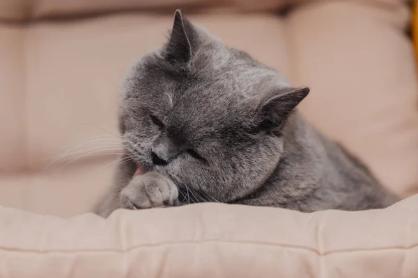 Chat Britannique Bleu Potelé Adulte Avec Une Teinte Grise Repose — Photo