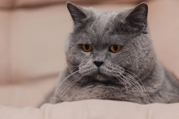 Gato Británico Azul Regordete Adulto Con Tinte Gris Yace Sobre — Foto de Stock