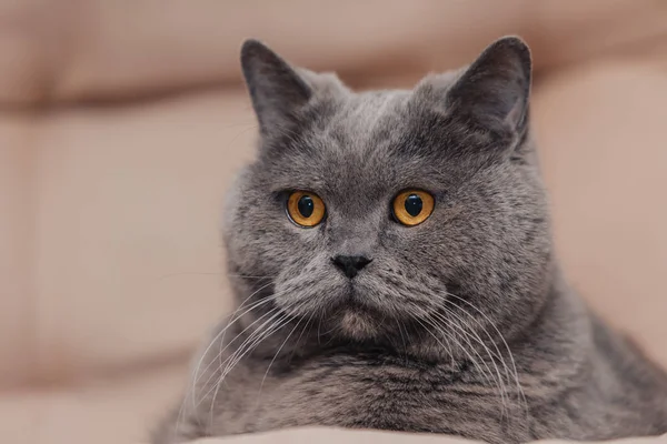 Eine Ausgewachsene Pummelige Blaue Britische Katze Mit Grauer Tönung Liegt — Stockfoto