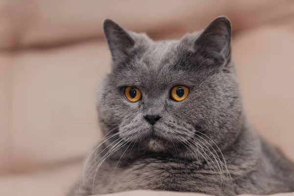 Gato Británico Azul Regordete Adulto Con Tinte Gris Yace Sobre — Foto de Stock