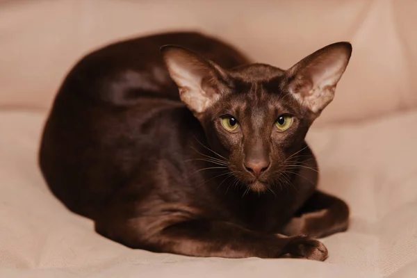 Oriental Shorthair Chocolate Brown Kitten Lies Beige Background Animal Looking — 스톡 사진