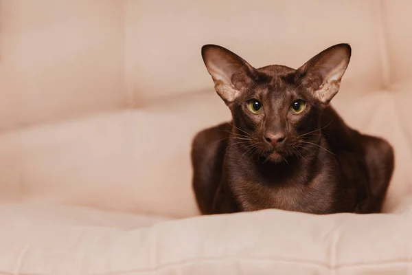 Oriental Shorthair Σοκολάτα Καφέ Γατάκι Βρίσκεται Ένα Μπεζ Φόντο Ζώο — Φωτογραφία Αρχείου