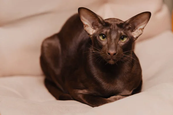 Oriental Shorthair Chocolate Brown Kitten Lies Beige Background Animal Looking — 스톡 사진