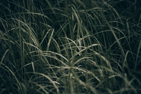 曇りの日に濃い緑の草の薄いストリップ — ストック写真
