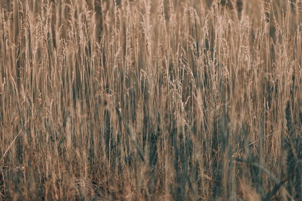 牧草地で乾燥した黄色の草の細い黄色の茎 — ストック写真