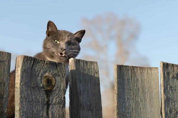Kot Zerka Zza Drewnianego Płotu Uśmiecha Się — Zdjęcie stockowe