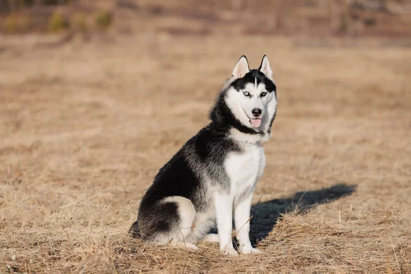 Een Husky Hond Wandelt Natuur Herfstlandschap Geel Gedroogd Gazon — Stockfoto
