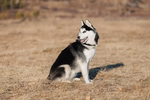 Een Husky Hond Wandelt Natuur Herfstlandschap Geel Gedroogd Gazon — Stockfoto