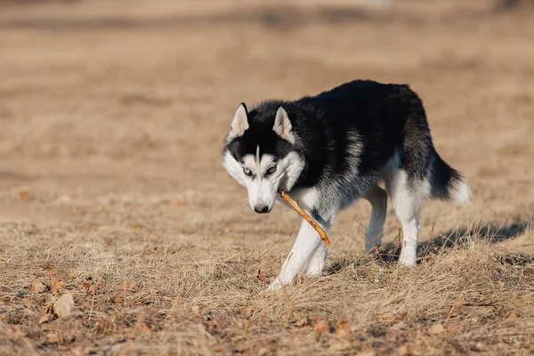 Een Husky Hond Wandelt Natuur Herfstlandschap Geel Gedroogd Gazon Hond — Stockfoto