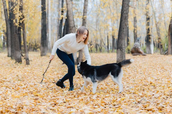 Girl plays with a dog. Mistress with her pet in the park. Autumn landscape. Husky puppy.