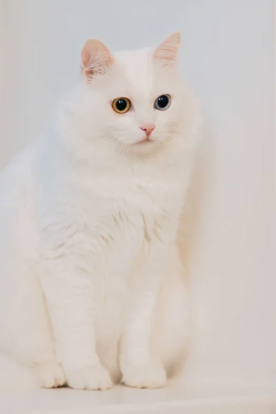 有不同颜色的眼睛的动物 一只长着蓝眼睛和杏仁眼睛的奇怪的猫 异色症 土耳其安哥拉猫正坐在白色的背景上 — 图库照片