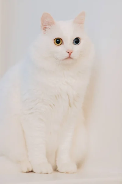 Животное Глазами Разного Цвета Странноглазый Кот Голубыми Миндальными Глазами Гетерохромия — стоковое фото