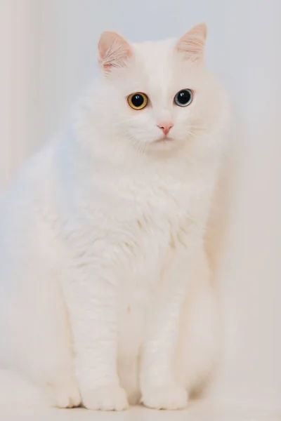 Animal Con Ojos Diferentes Colores Gato Ojos Extraños Con Ojos — Foto de Stock