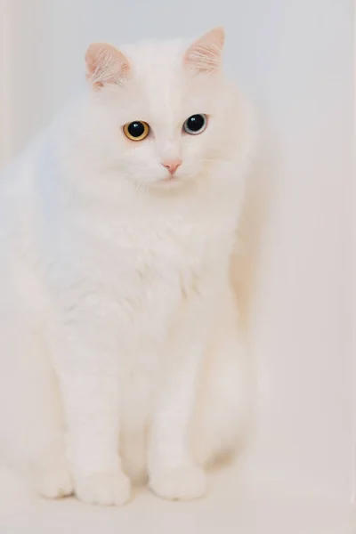 Animal Eyes Different Colors Odd Eyed Cat Blue Almond Eyes — 스톡 사진