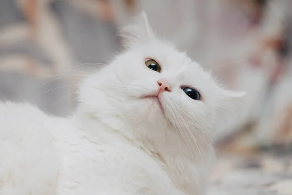 有不同颜色的眼睛的动物 一只长着蓝眼睛和杏仁眼睛的奇怪的猫 异色症 土耳其安哥拉猫吃惊地看着摄像机 — 图库照片