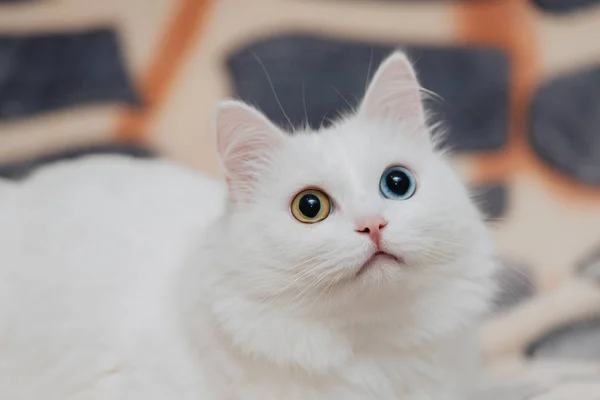 Animal Con Ojos Diferentes Colores Gato Ojos Extraños Con Ojos — Foto de Stock