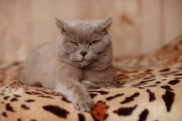 Gato Britânico Cinzento Franziu Testa Olhou Desdenhosamente Para Câmera — Fotografia de Stock